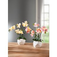 Beleuchtete Orchidee im Topf, Rosa