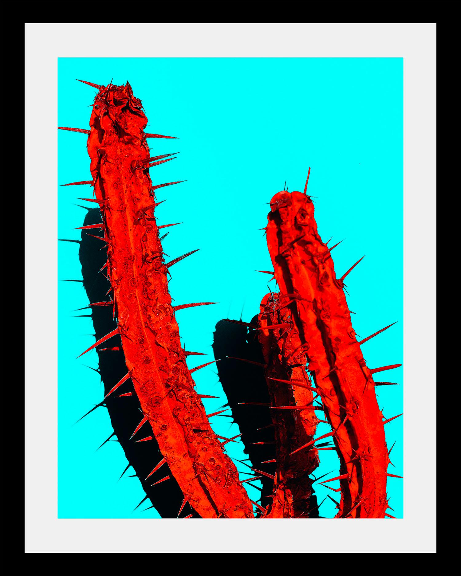 queence Bild "Kaktus" von Queence