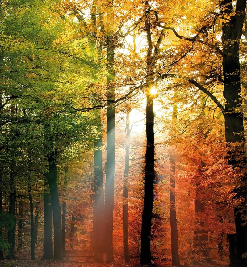 Wall-Art Vliestapete "Goldener Herbst Deko" von Wall-Art