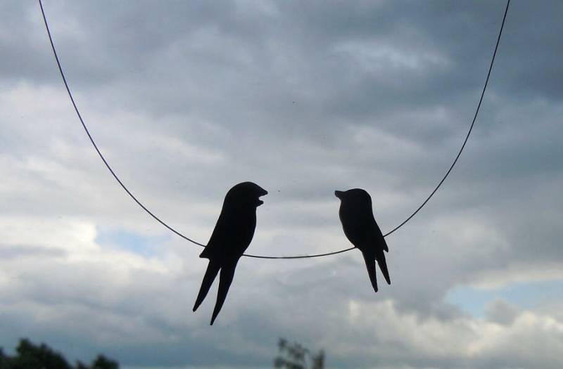 Neugierige Schwalben Neugierige Schwalben von lapinPetite