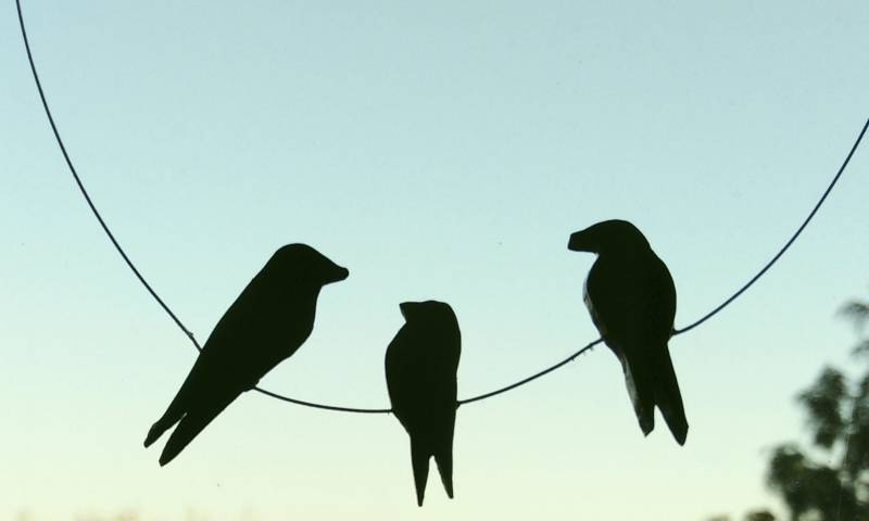 Vogel Familie-Klein Vogel Familie-Klein von lapinPetite