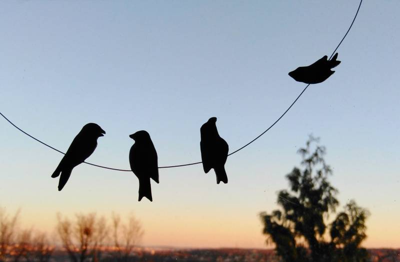 Vogel-Treffen von lapinPetite