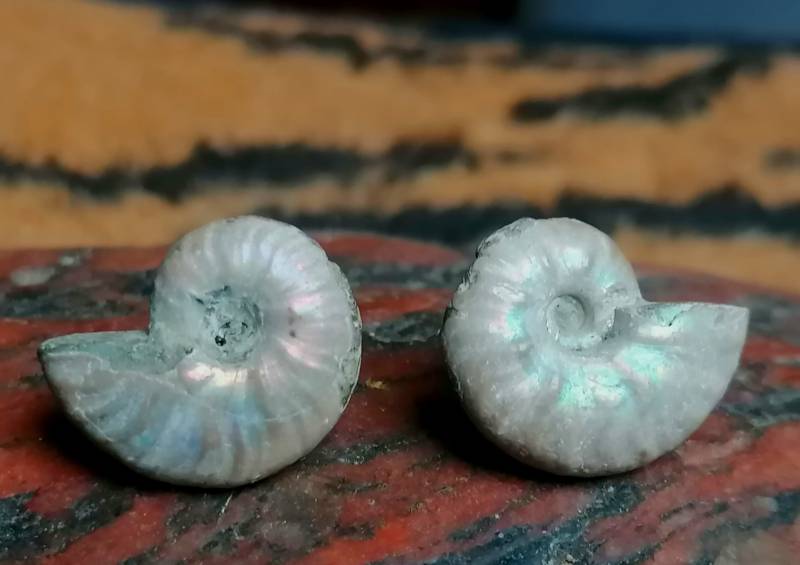 Ohrstecker Ammoniten Paar Silber 925 Unikat Fossil Cleoniceras Kreide Madagaskar Gute Perlmutterhaltung von leguan4u