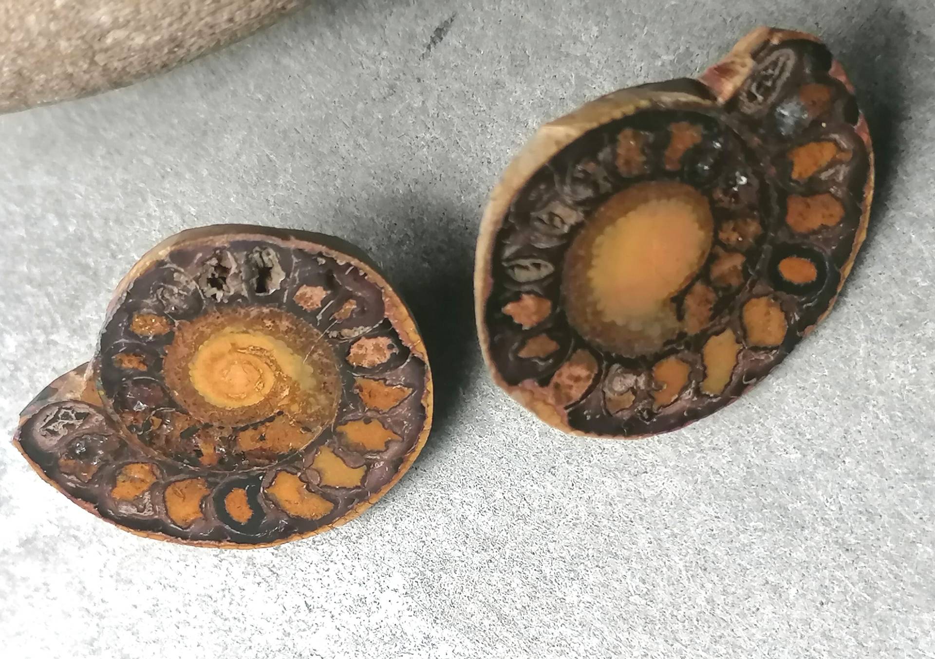 Ohrstecker Ammoniten Paar Silber 925 Unikat Fossil Cleoniceras Kreidezeit Marokko Ohrstecker Ammoniten Paar Silber 925 Unikat Fossil Cleoniceras Kreidezeit Marokko von leguan4u