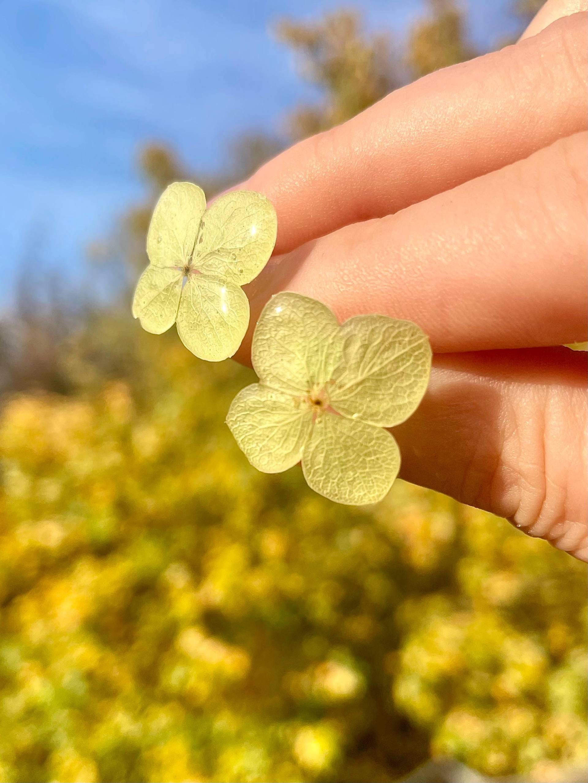 Blüten Ohrringe - Echte Hortensien-Blüten in Epoxidharz Blumenschmuck Boho Naturschmuck- Blütenschmuck von liebsterschmuck