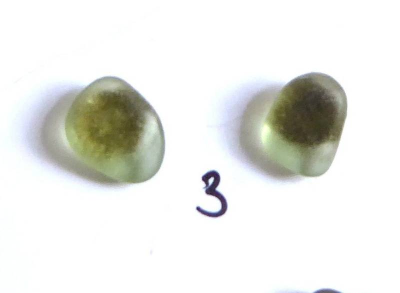 Ohrstecker Goldfarbend Mit Seeglas in Grüntönen von meersusedesign