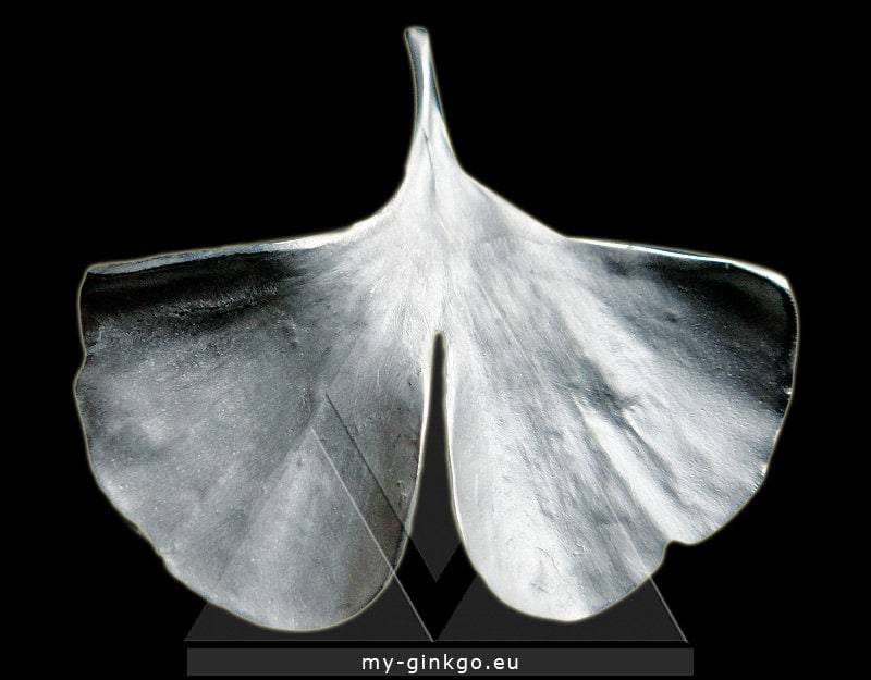Ginkgo Kette 925 Silber Abdruck Vom Echten Blatt Xs21 Ginkgo Kette 925 Silber Abdruck Vom Echten Blatt Xs21 von myGinkgo