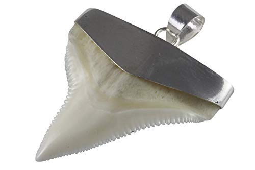 myringshop Haifisch-Zahn Haizahn Anhänger Ketten-Anhänger 925 Silberanhänger myringshop Haifisch-Zahn Haizahn Anhänger Ketten-Anhänger 925 Silberanhänger von myringshop