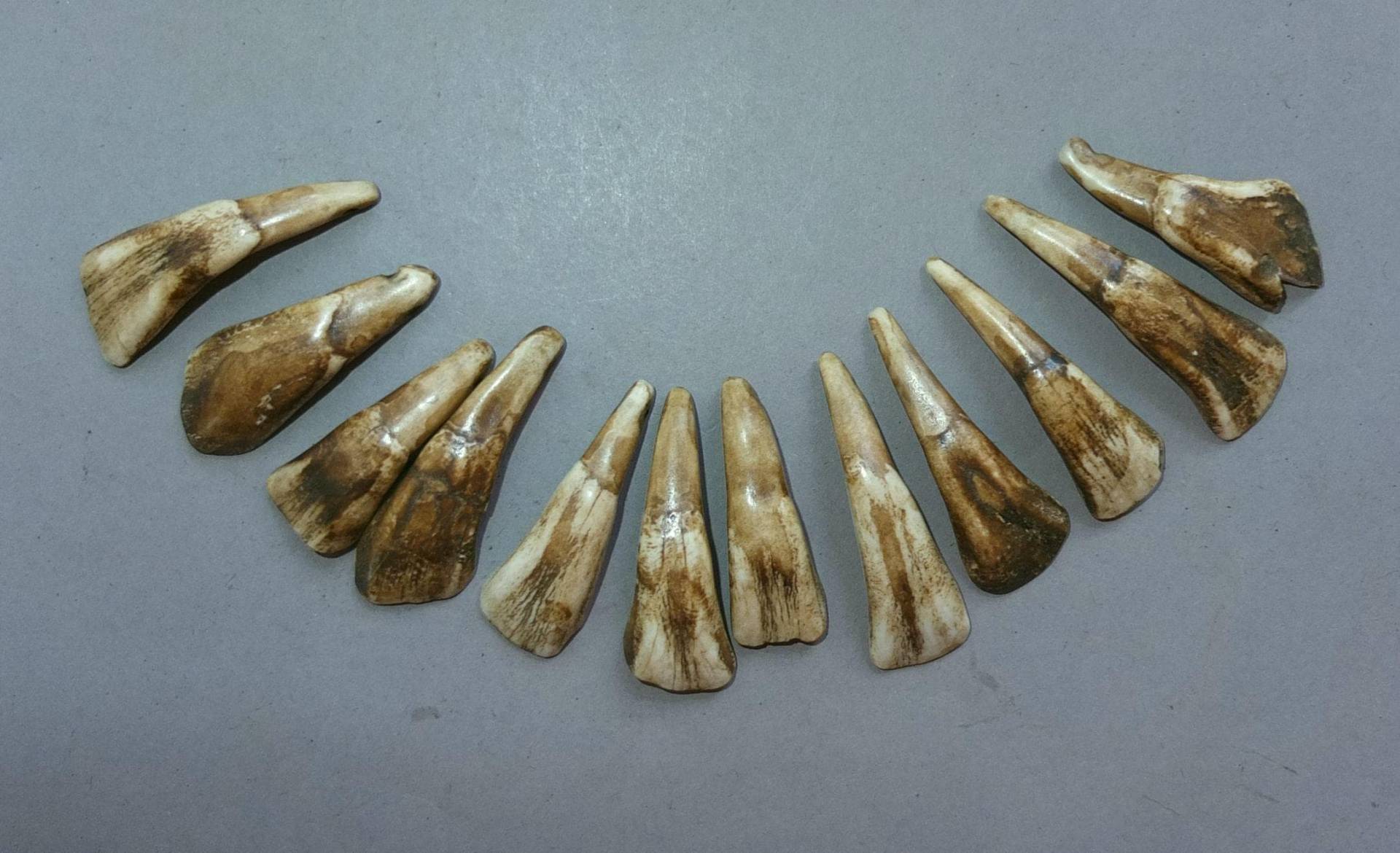 Zwölf Yak-Zähne-Anhänger Aus Nepal, Volksschmuck von oldmaya