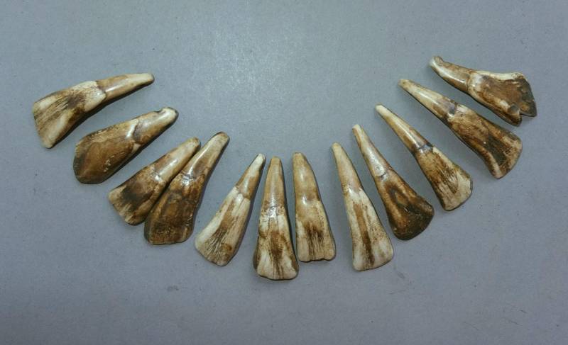 Zwölf Yak-Zähne-Anhänger Aus Nepal, Volksschmuck von oldmaya