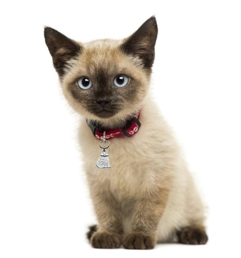 Katze-Bling Mit Fat Cat, Fette Katze Halsband Zubehör, Cat Collar Charme, Haustierschmucksachen, 132 von promisemeeverything2