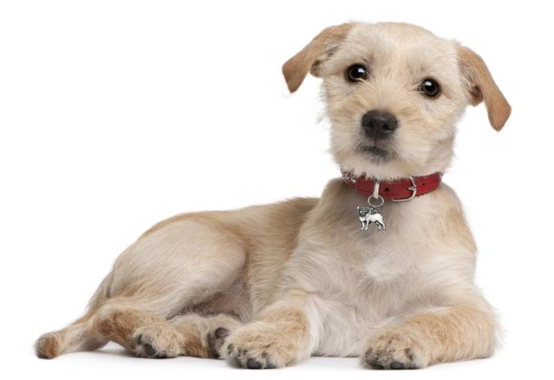 Mops Hund Bling, Hundehalsband Zubehör, Charme, Haustier Schmuck, 295 Mops Hund Bling, Hundehalsband Zubehör, Charme, Haustier Schmuck, 295 von promisemeeverything2