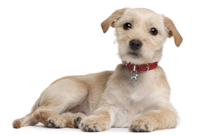 Terrier Hund Bling, Hundehalsband Zubehör, Charme, Haustierschmucksachen, 354 Terrier Hund Bling, Hundehalsband Zubehör, Charme, Haustierschmucksachen, 354 von promisemeeverything2