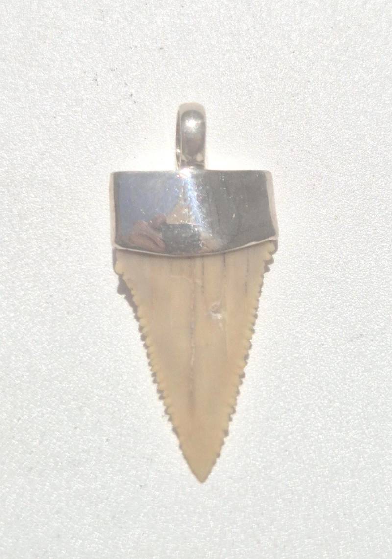 Versteinerter Haizahn Anhänger Silber 36mm Palaeocarcharodon Orientalis Fossil 60 Mio Jahre Marokko Scharfes Unikat | 1410 Versteinerter Haizahn Anhänger Silber 36mm Palaeocarcharodon Orientalis Fossil 60 Mio Jahre Marokko Scharfes Unikat | 1410 von schmuckrauschVINTAGE