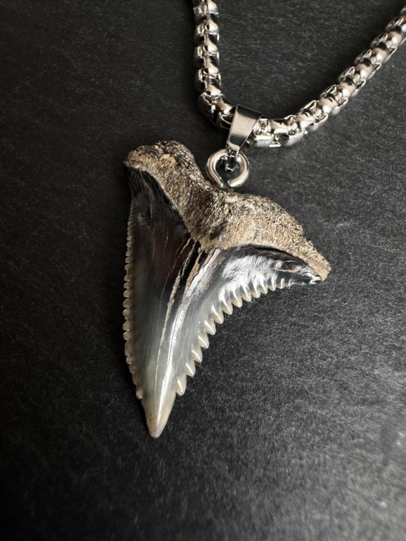 Echte Versteinerte Hai Zahn Kette Edelstahl Hakenzahn Anhänger 10-24 Millionen Jahre Alter Echte Versteinerte Hai Zahn Kette Edelstahl Hakenzahn Anhänger 10-24 Millionen Jahre Alter von sharkheritage