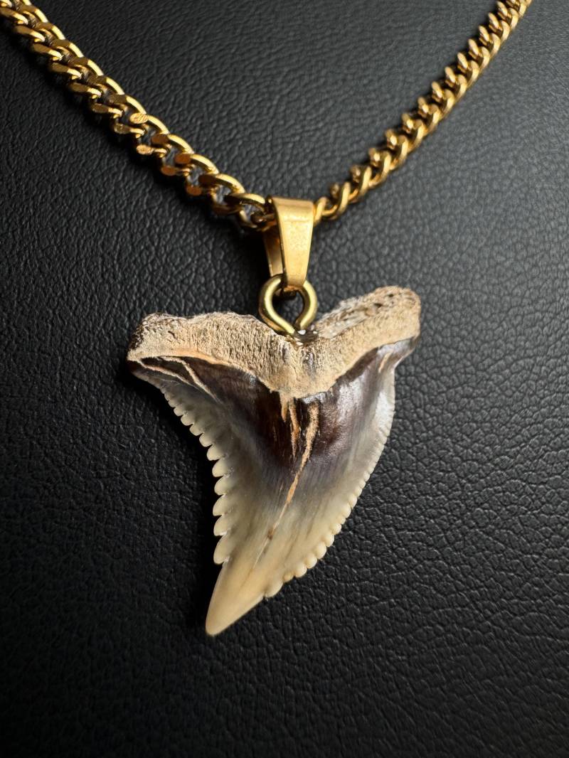 Echte Versteinerte Haifisch Zahn Kette 18K Vergoldeter Hakenzahn - 10-24 Millionen Jahre Alter Echte Versteinerte Haifisch Zahn Kette 18K Vergoldeter Hakenzahn - 10-24 Millionen Jahre Alter von sharkheritage