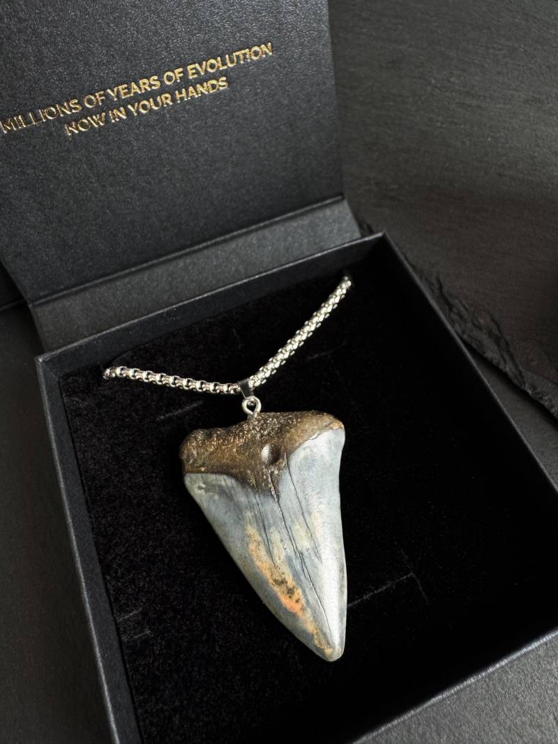 Weißer Hai Zahn Halskette - Echter Versteinerter 4, 9 cm Lang Seltene Farben Geschenkverpackung von sharkheritage