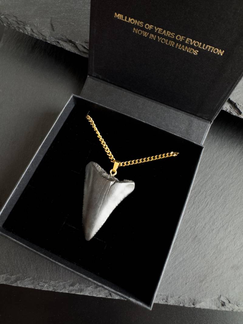 Zahn Halskette Des Weißen Hais - Echter Versteinerter 4, 3 cm Lang Schwarze Färbung 18K Gold Wasserbeständig Herrenschmuck Zahn Halskette Des Weißen Hais - Echter Versteinerter 4, 3 cm Lang Schwarze Färbung 18K Gold Wasserbeständig Herrenschmuck von sharkheritage