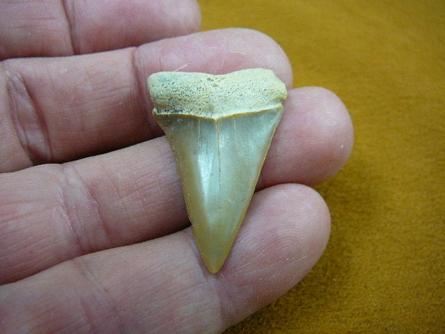 1-1/2 Zoll Fossil Mako Shark Tooth Zähne Wählen Sie Gold Oder Silber Draht Anhänger Halskette Schmuck S688-12 von sharkman123