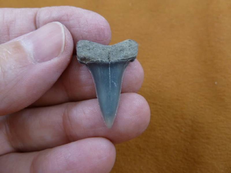 1-1/8 Zoll Fossil Mako Hai Zahn Zähne Anhänger Halskette Jewelry Wählen Sie Gold Oder Silber Draht S683-50 von sharkman123