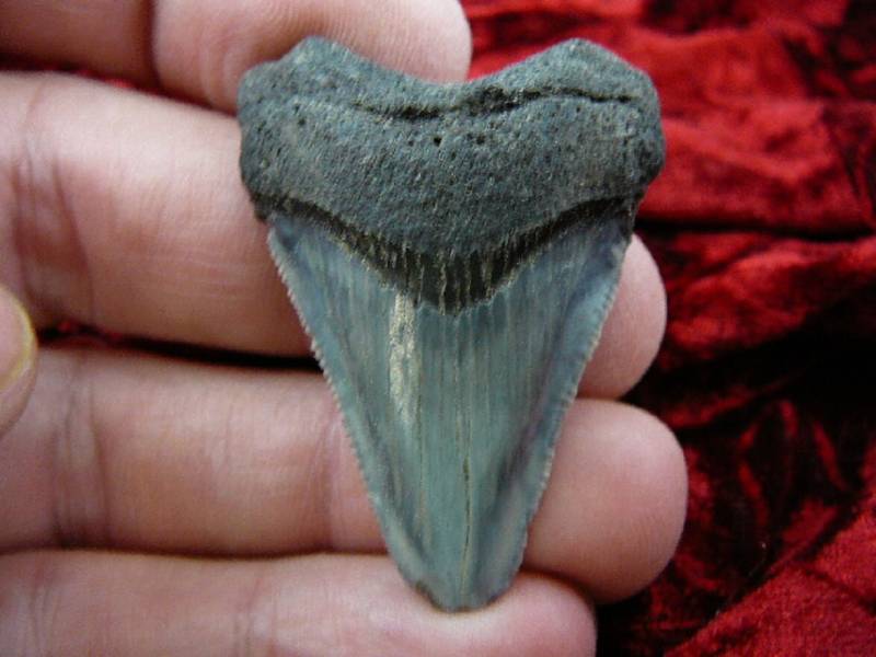 1-3/4 Zoll Fossil Megalodon Shark Tooth Teeth For Jewelry Craft Nice Exemplare S233-54 von sharkman123