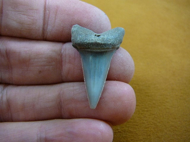 1-3/8 Zoll Fossil Mako Haifischzahn Anhänger Halskette Schmuck Wählen Sie Gold - Oder Silberdraht S687-7 von sharkman123