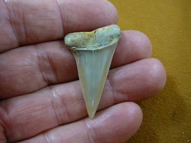 1-5/8 Zoll Perfekte Fossil Mako Shark Tooth Zähne Wählen Sie Gold Oder Silber Draht Anhänger Halskette Schmuck S690-7 von sharkman123