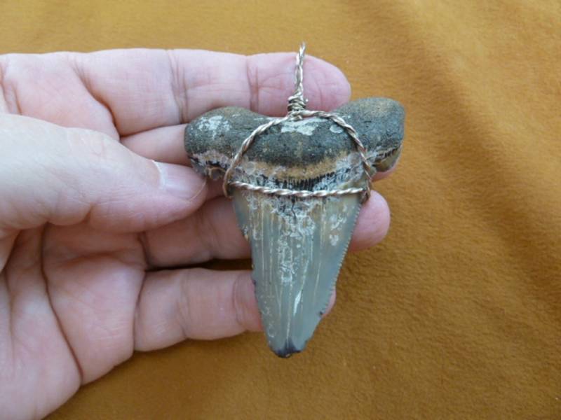 2-1/2" Auriculatus Haizahn Doppelt Gedreht Silber Verdrahtet Als Anhänger Halskette Schmuck Sr260-12 von sharkman123