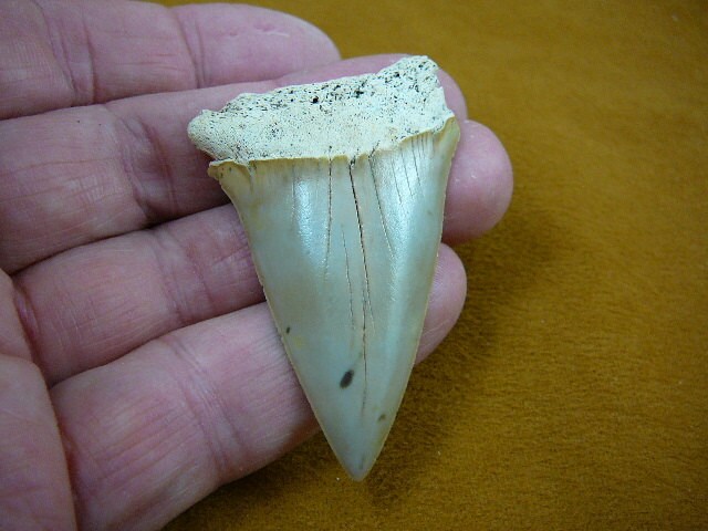 2 1/2 Zoll Fossil Mako Shark Tooth Zähne Wählen Sie Gold Oder Silber Draht Anhänger Halskette Schmuck Ich Liebe Makos S697-7 von sharkman123