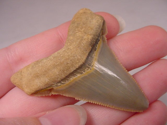 2-1/8 Zoll Fossile Megalodon Haifisch Zahn Zähne Für Schmuck Basteln Sie Ihre Eigenen Anhänger Schönes Exemplar S256-T von sharkman123