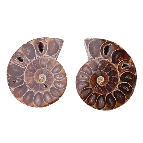 2 Stück Ammoniten Fossil Exemplar Muschel Madagaskar Steine ​​und Mineralien, Retro-Stil (Durchmesser 4cm) von shenruifa