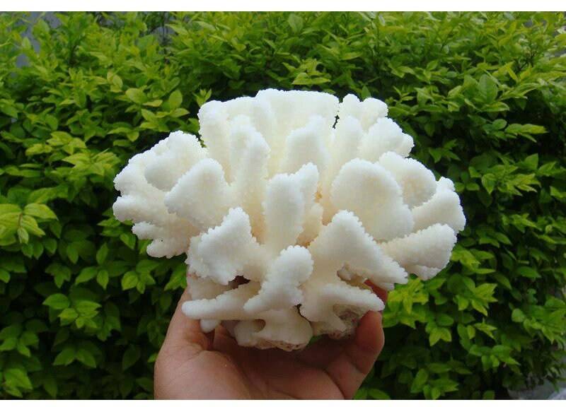 Natürlicher Weißer Korallenbaum Aquarium & Wohnkultur | 12-14 cm von tomylibox